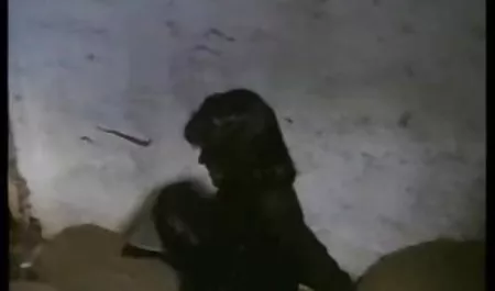 Cocksucking بالغ زیباترین سکس ها زیبایی پرش سخت است